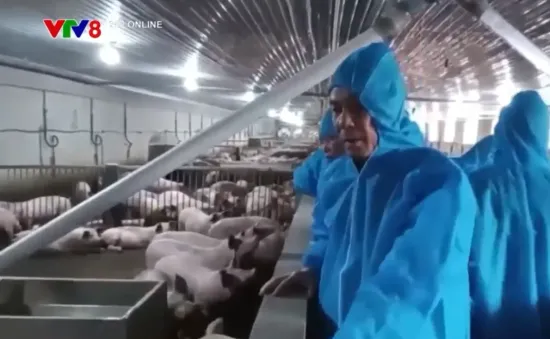 Xử lý trang trại lợn công nghệ cao gây mùi hôi thối