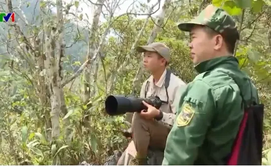 Hà Giang bảo tồn voọc mũi hếch