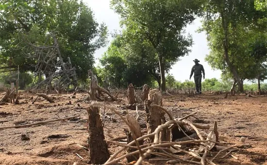 Giấu tổ ong để ngăn chặn nạn chặt phá rừng