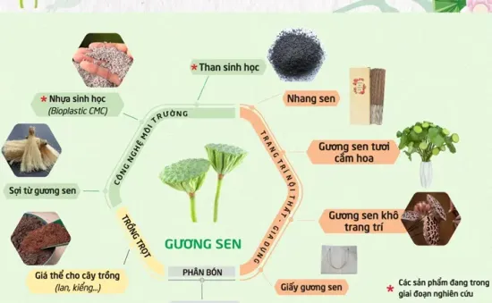 Đồng Tháp phát triển sản phẩm từ sen gắn với tăng trưởng xanh