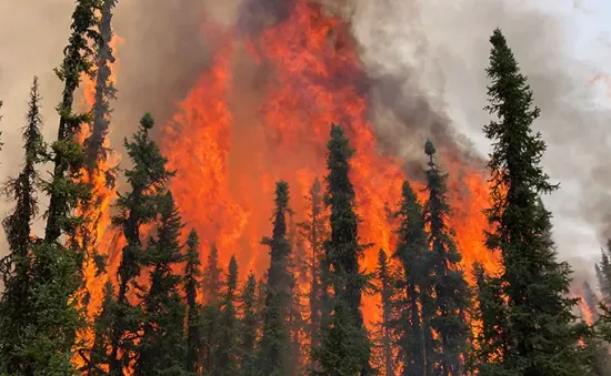 Cháy rừng ở tỉnh Alberta, chính quyền Canada ban hành lệnh hạn chế đốt lửa