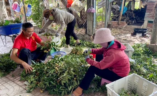 Thủ phủ nhãn lồng Hưng Yên khẩn trương cho vụ thu hoạch