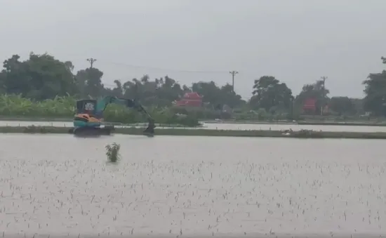 Nam Định, Ninh Bình mưa lớn gây ngập úng gần 50.000 ha lúa mùa