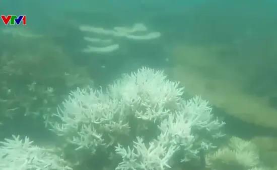 San hô bị tẩy trắng trên diện rộng ở Côn Đảo