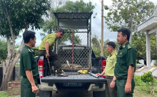 Bà Rịa - Vũng Tàu: Thả một cá thể trăn gấm quý hiếm về tự nhiên