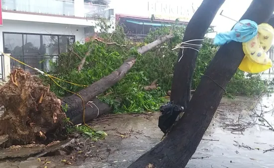 Bão số 2 đổ bộ Quảng Ninh, gió lớn làm đổ nhiều cây