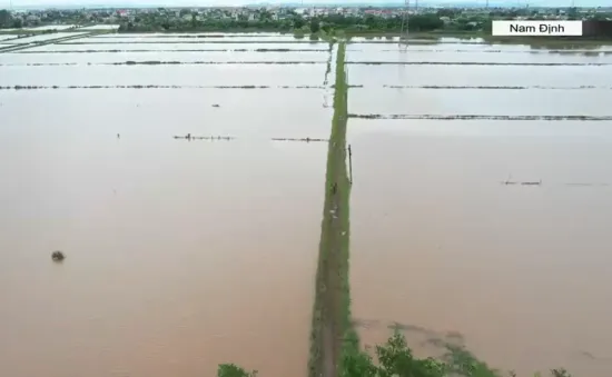 Hàng chục nghìn ha lúa mùa ngập sâu do mưa lớn