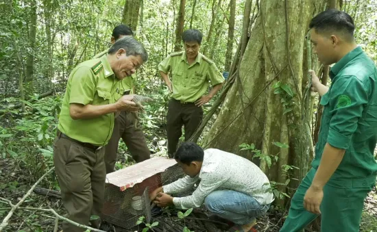 Bình Thuận: Thả 2 cá thể tê tê Java về lại môi trường tự nhiên