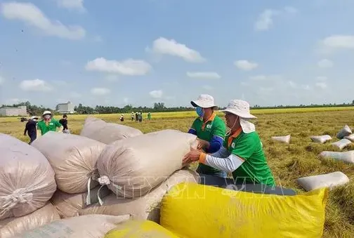 Đề xuất thành lập Hội đồng lúa gạo quốc gia