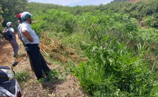 Đắk Nông cưỡng chế các trường hợp lấn chiếm đất trái phép tại xã Đắk Plao