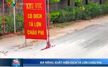 Phát hiện dịch tả lợn châu Phi ở hai xã, Đà Nẵng tạm dừng hoạt động giết mổ lợn tại vùng dịch