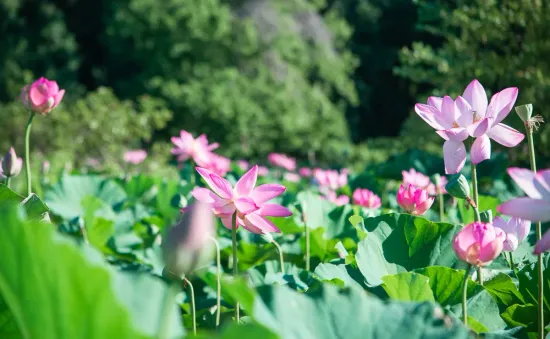 Khám phá đầm sen Kenilworth tại Mỹ