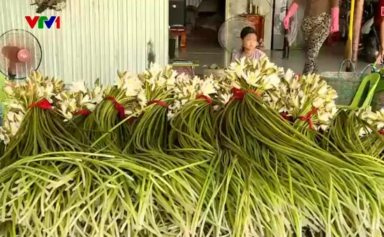 Trồng bông súng mùa nước nổi