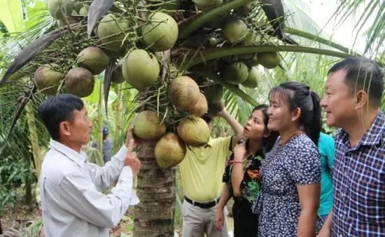 Ghé thăm thủ phủ dừa sáp Trà Vinh