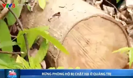 Rừng phòng hộ bị chặt hạ ở Quảng Trị