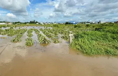 Bình Thuận ngập nặng 230 hộ dân và hàng trăm hecta thanh long