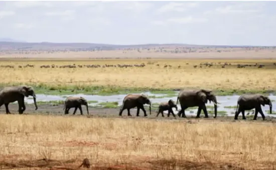 Hạn hán nghiêm trọng, Namibia có kế hoạch giết hơn 700 động vật và phân phối thịt cho người dân