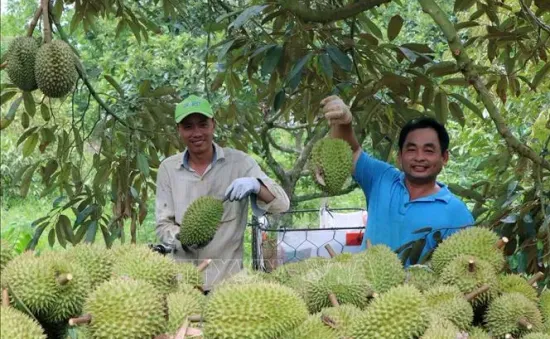 Bất ổn từ thị trường tiêu thụ sầu riêng