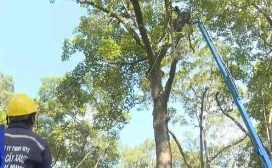 TP Hồ Chí Minh: Đẩy mạnh công tác kiểm tra cây xanh trước mùa mưa bão