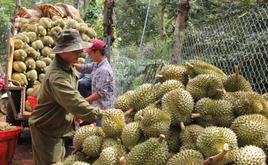 Sầu riêng xuất khẩu Trung Quốc sẽ sớm vượt kim ngạch 10 tỷ USD