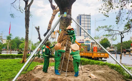 Hải Phòng: Truyền dưỡng chất, áp dụng nhiều phương pháp để "hồi sinh" cây xanh