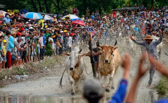 An Giang tổ chức Hội đua bò Bảy Núi