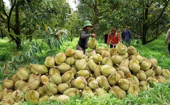 Thiếu mã số vùng trồng rau quả xuất khẩu