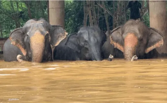 Thái Lan sơ tán hàng trăm con voi trong lũ lụt nghiêm trọng