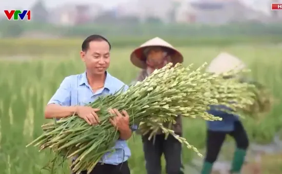 Hải Phòng: Hoa nở sau bão