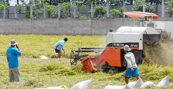 Xây dựng chương trình cho vay phục vụ đề án phát triển 1 triệu héc ta lúa tại Đồng bằng Sông Cửu Long