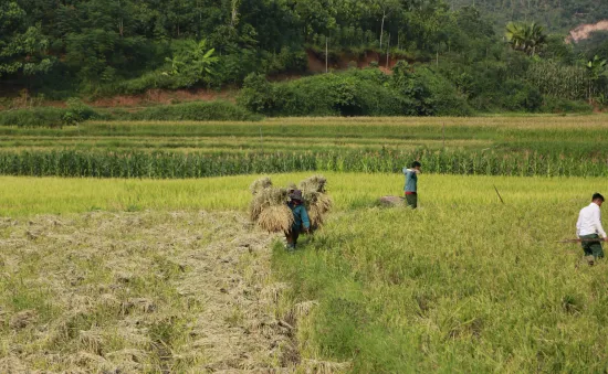 Người dân thôn Làng Nủ nén đau thương, xây dựng cuộc sống mới