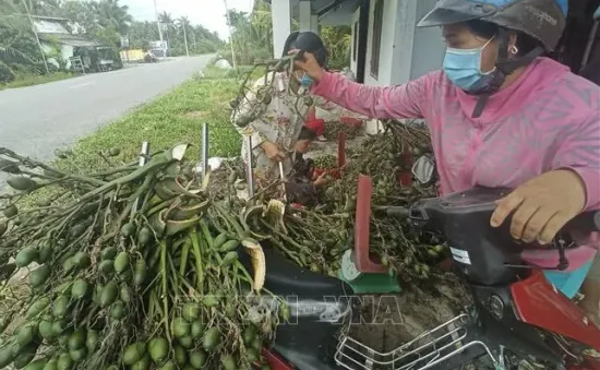 Giá cau non tăng, nông dân "đổ xô" trồng xen vườn dừa