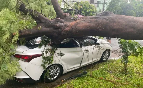 Cây phượng trong sân trường bật gốc đè ô tô đậu ngoài đường