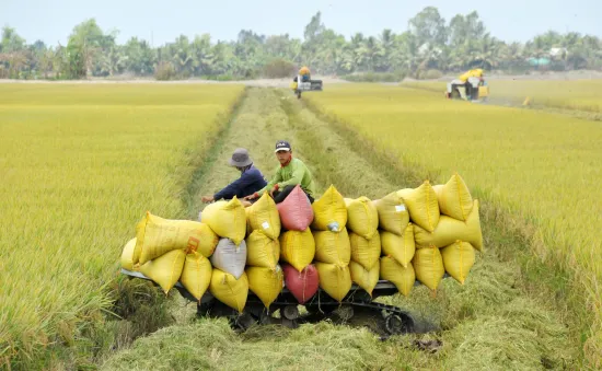 Gạo Việt Nam có bị ảnh hưởng khi Ấn Độ nới lỏng xuất khẩu?