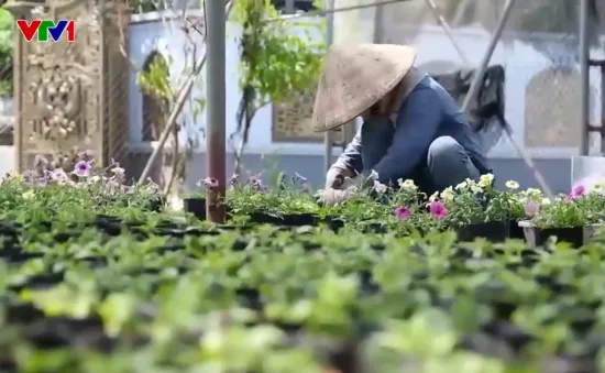 Hưng Yên: Làng hoa, cây cảnh nhanh chóng phục hồi sau bão số 3