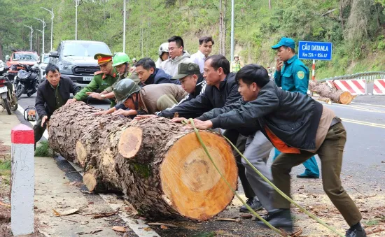 Cây thông nhiều năm tuổi ở Đà Lạt đổ ngã khiến nhiều người hú vía