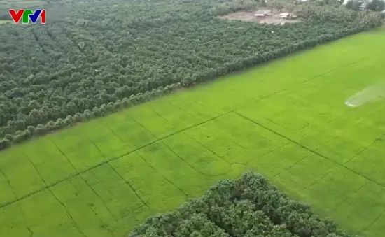 Làm giàu từ trồng xoài trên đất lúa