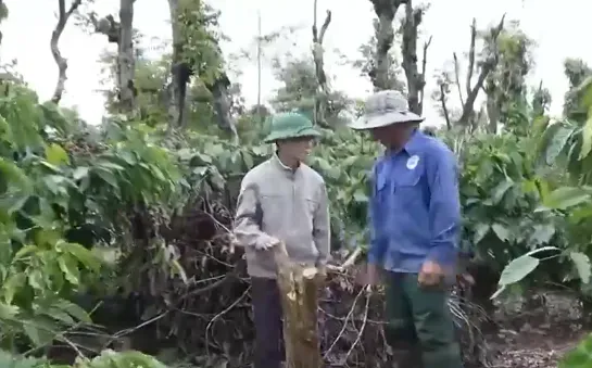 Lo trộm cắp, nông dân thuê người canh gác vườn cà phê