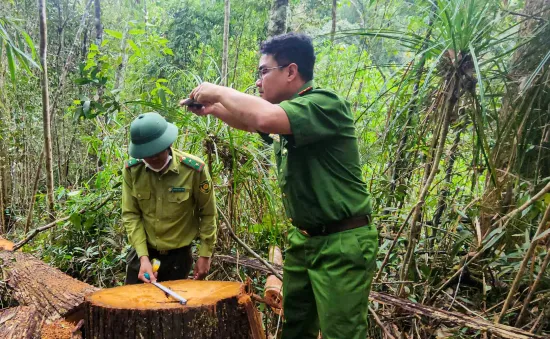 Nhân viên bảo vệ rừng cấu kết với lâm tặc đốn hạ gỗ quý ở Lâm Đồng