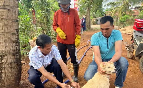 Người dân không nên chủ quan khi bị chó cắn, mèo cào