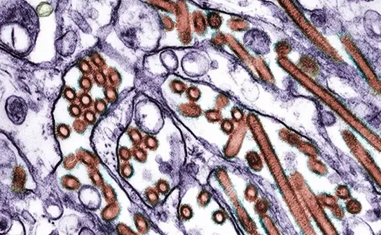 Lo ngại virus H5N1 có dấu hiệu thích nghi với người