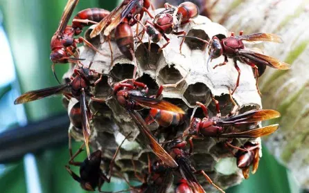 Nam thanh niên ngừng tim do ong đốt