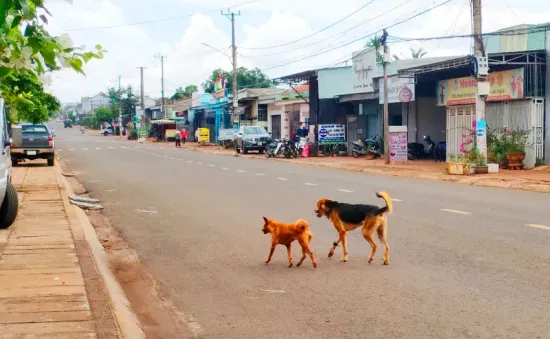 Bé gái 4 tuổi tử vong, 10 người có nguy cơ mắc bệnh dại do chó cắn