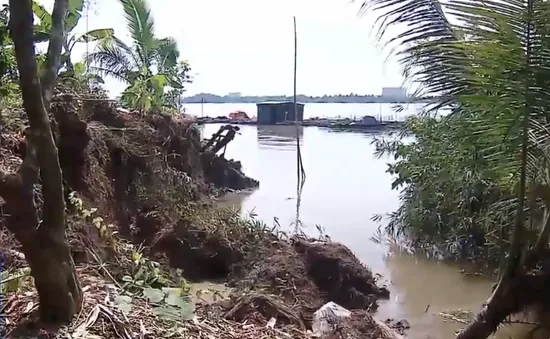 Hàng trăm hộ dân với hàng ngàn hecta vườn cây ăn trái bị ảnh hưởng do sạt lở