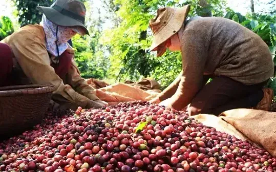 Không tăng nóng diện tích khi nông sản tăng giá