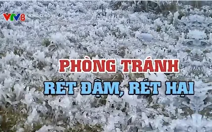 Không chủ quan trước thời tiết rét đậm