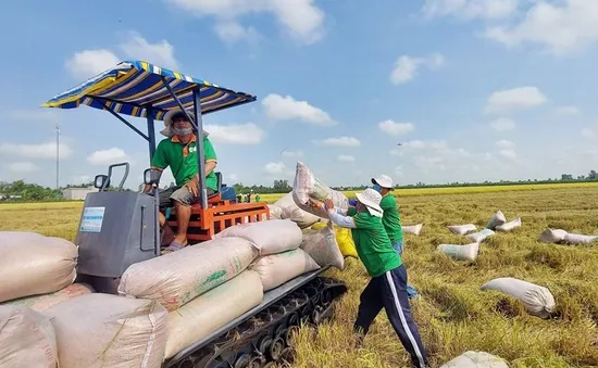 Gạo Việt chinh phục nhiều thị trường cao cấp