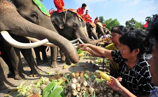 Tiêm thuốc tránh thai cho voi hoang dã để giảm thiểu các vụ tấn công