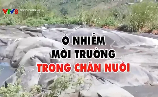 Ô nhiễm môi trường do trang trại chăn nuôi trái phép