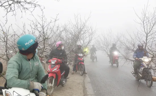 Nhộn nhịp chợ đào rừng Tết ở Tây Bắc